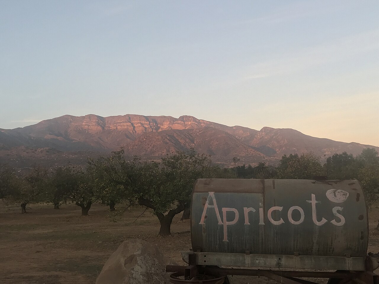 The Pink Moment on the Topa Topa bluffs from an Upper Ojai orchard.