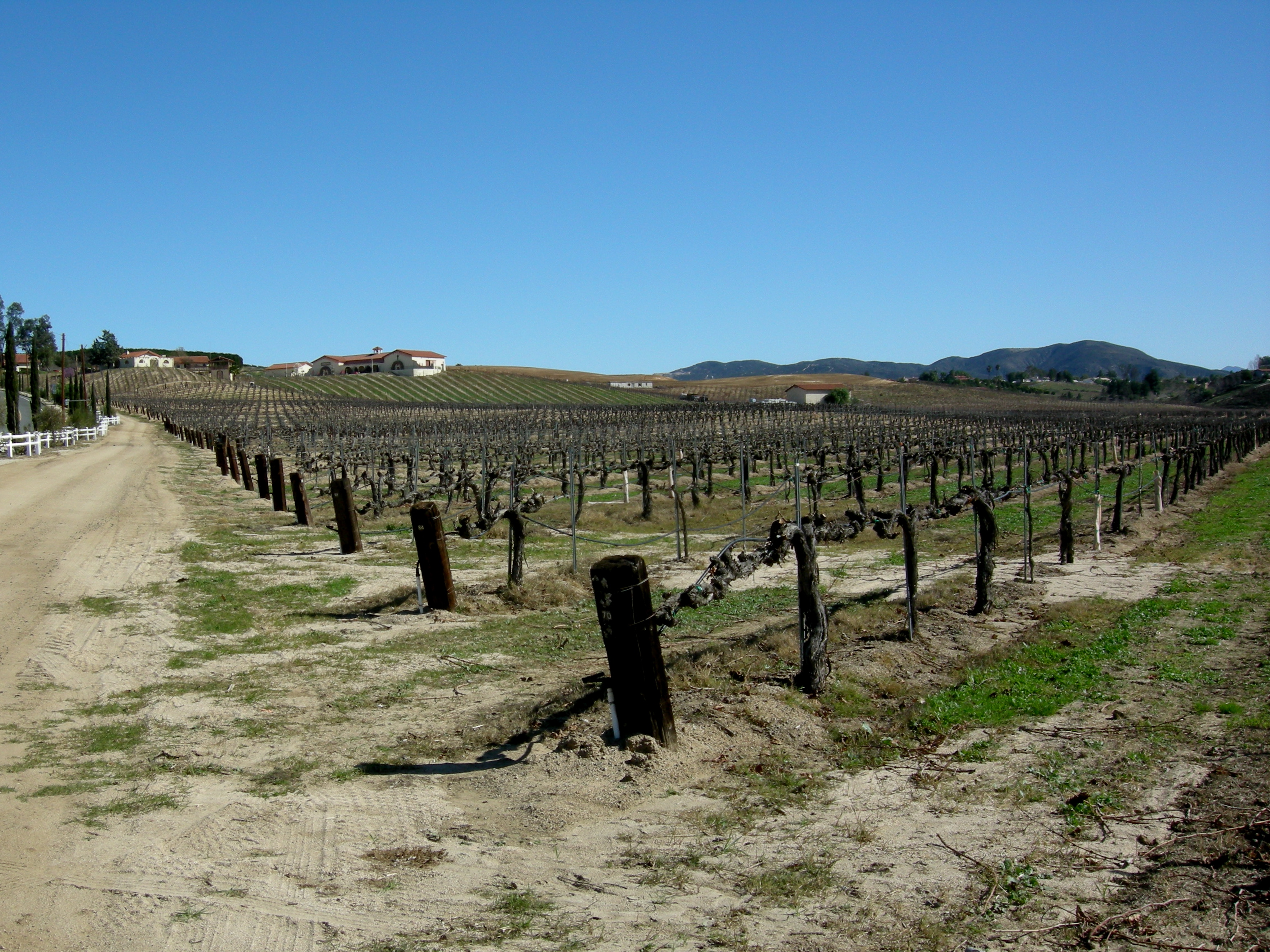 Dormant Temecula vineyard rows beside a dirt lane in winter