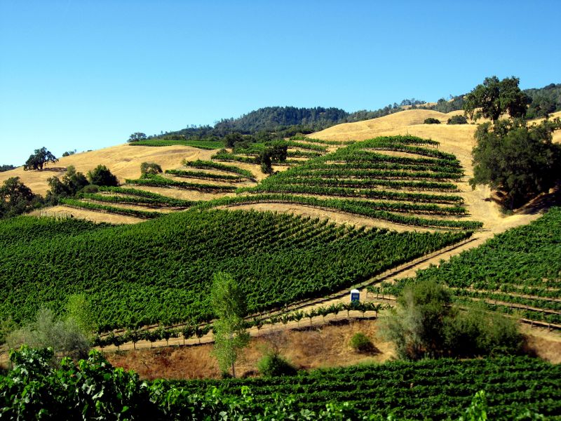 Alexander Valley vineyards near Healdsburg