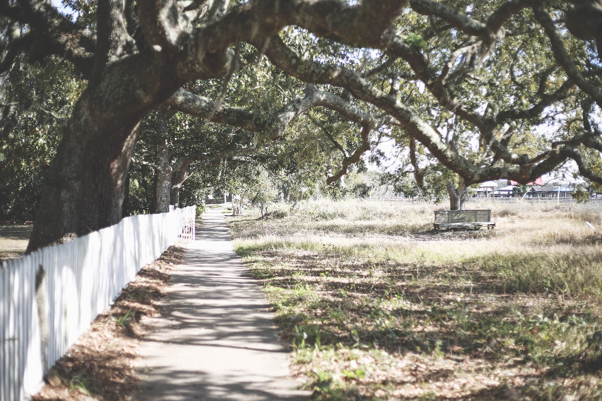 Oak-canopied path and white fence in Fairhope