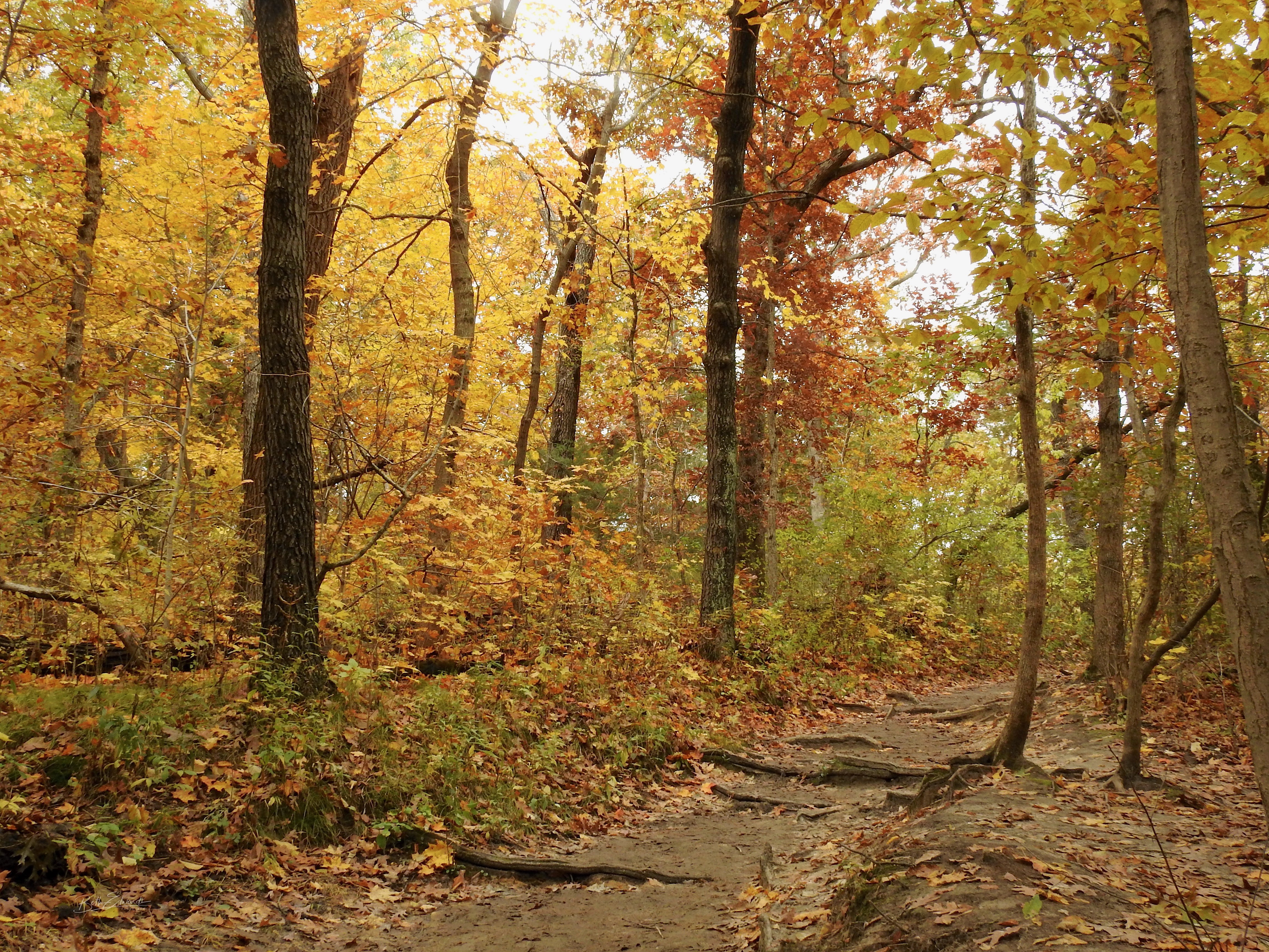 Fall color at Starved Rock State Park, Illinois