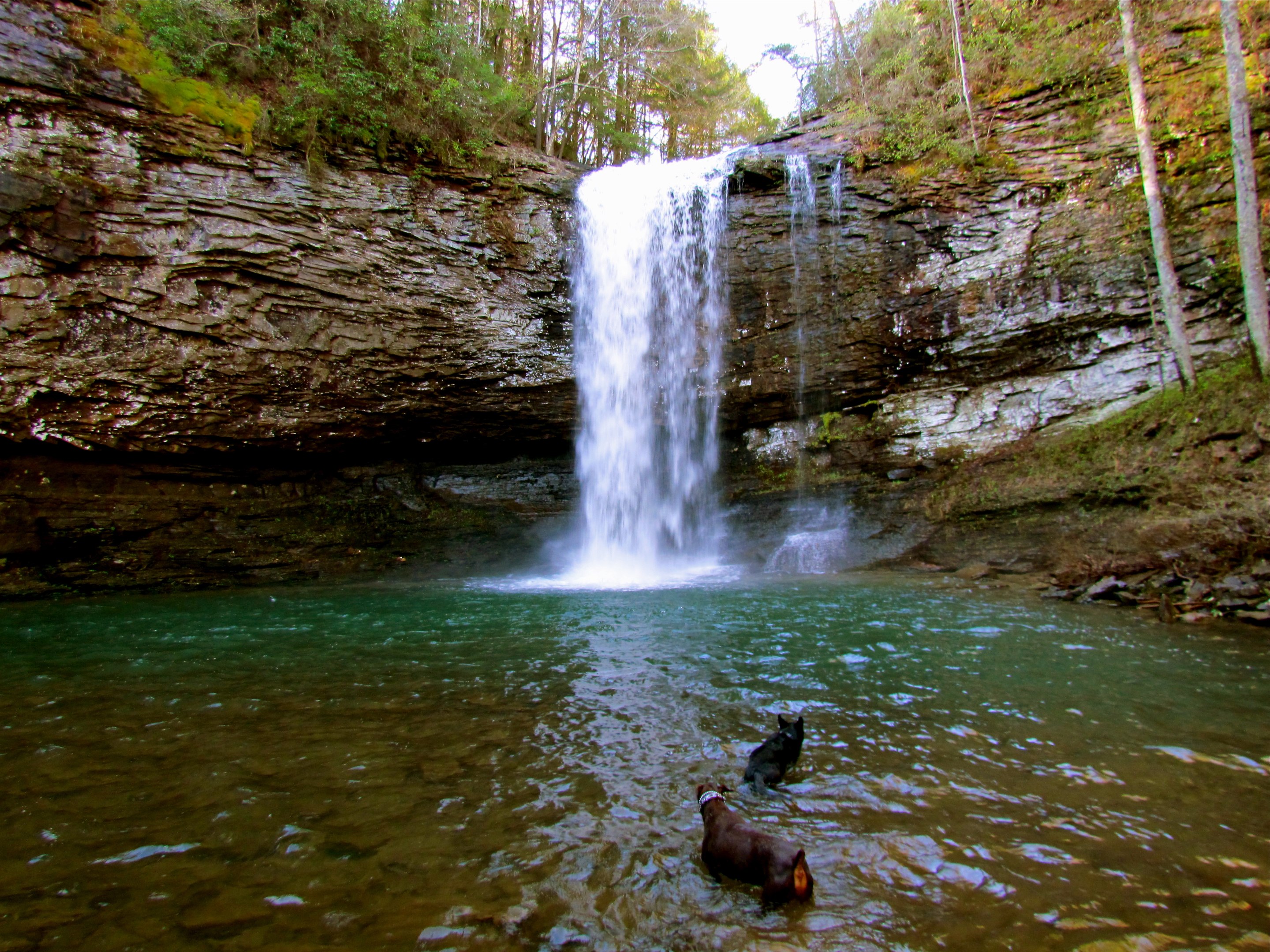 Sandstone and woods on the Cloudland Canyon rim