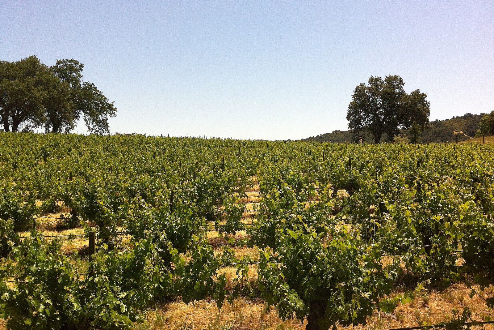 Green Paso Robles AVA vineyard rows under oaks