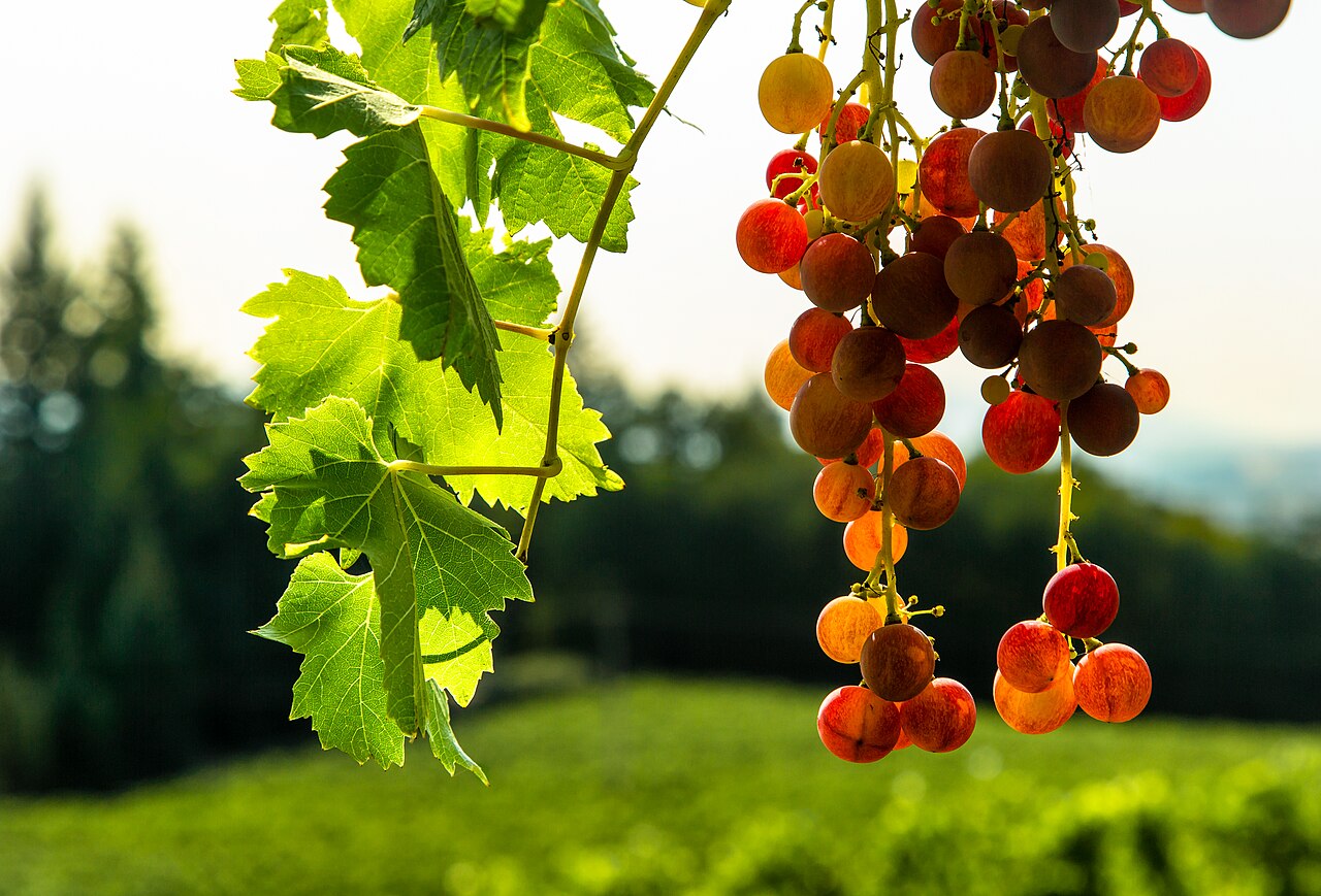 Late-afternoon light on Willamette Valley vineyard rows.