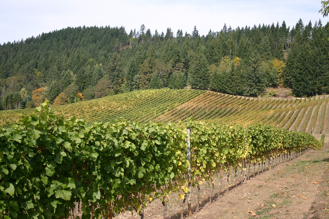 Vineyard rows in the Willamette Valley, Oregon.