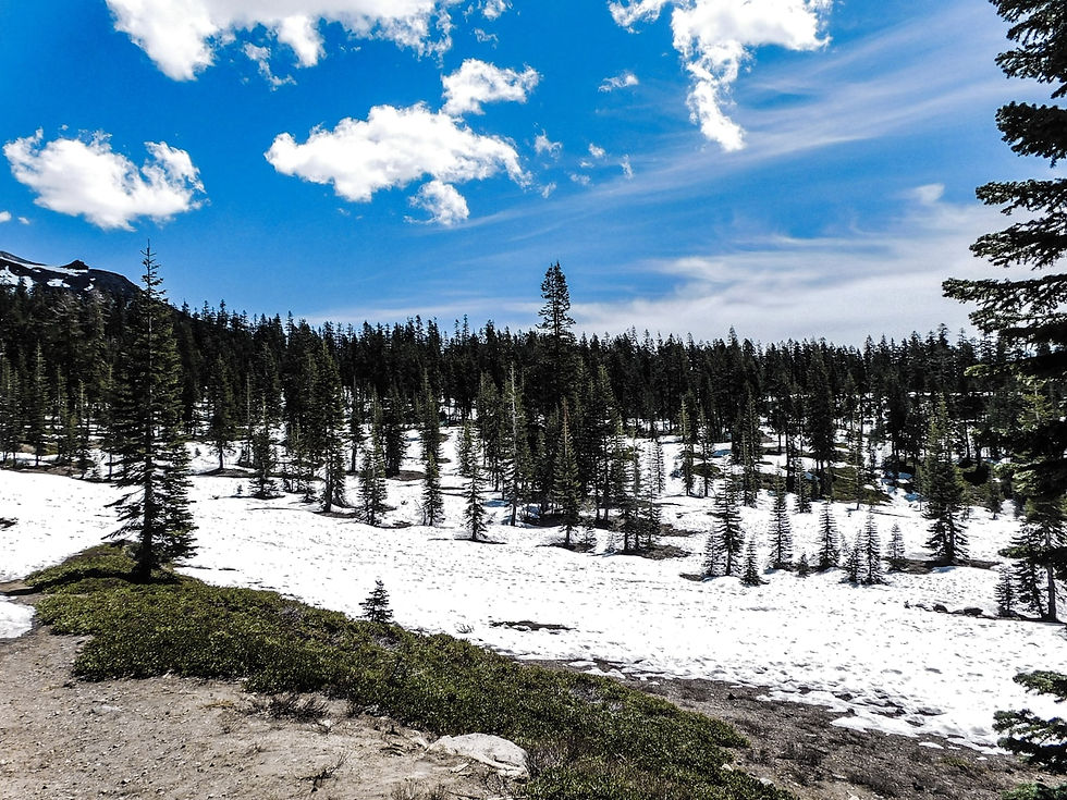 Spring snow and pines on the Mount Shasta high country