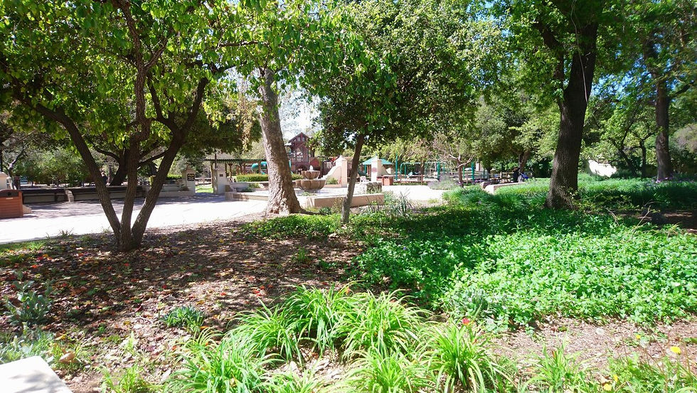Oaks and a fountain in Libbey Park, Ojai, California.