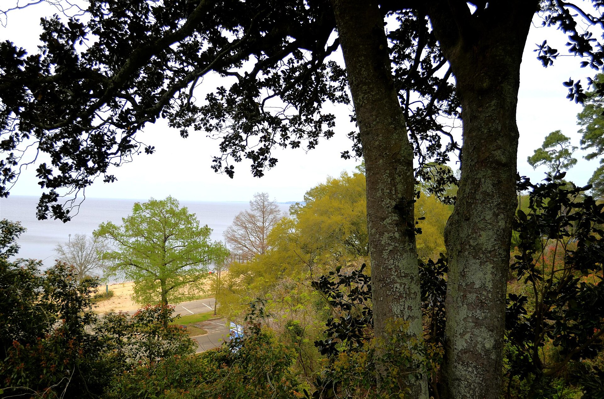 Oaks and Mobile Bay from a Fairhope bluff