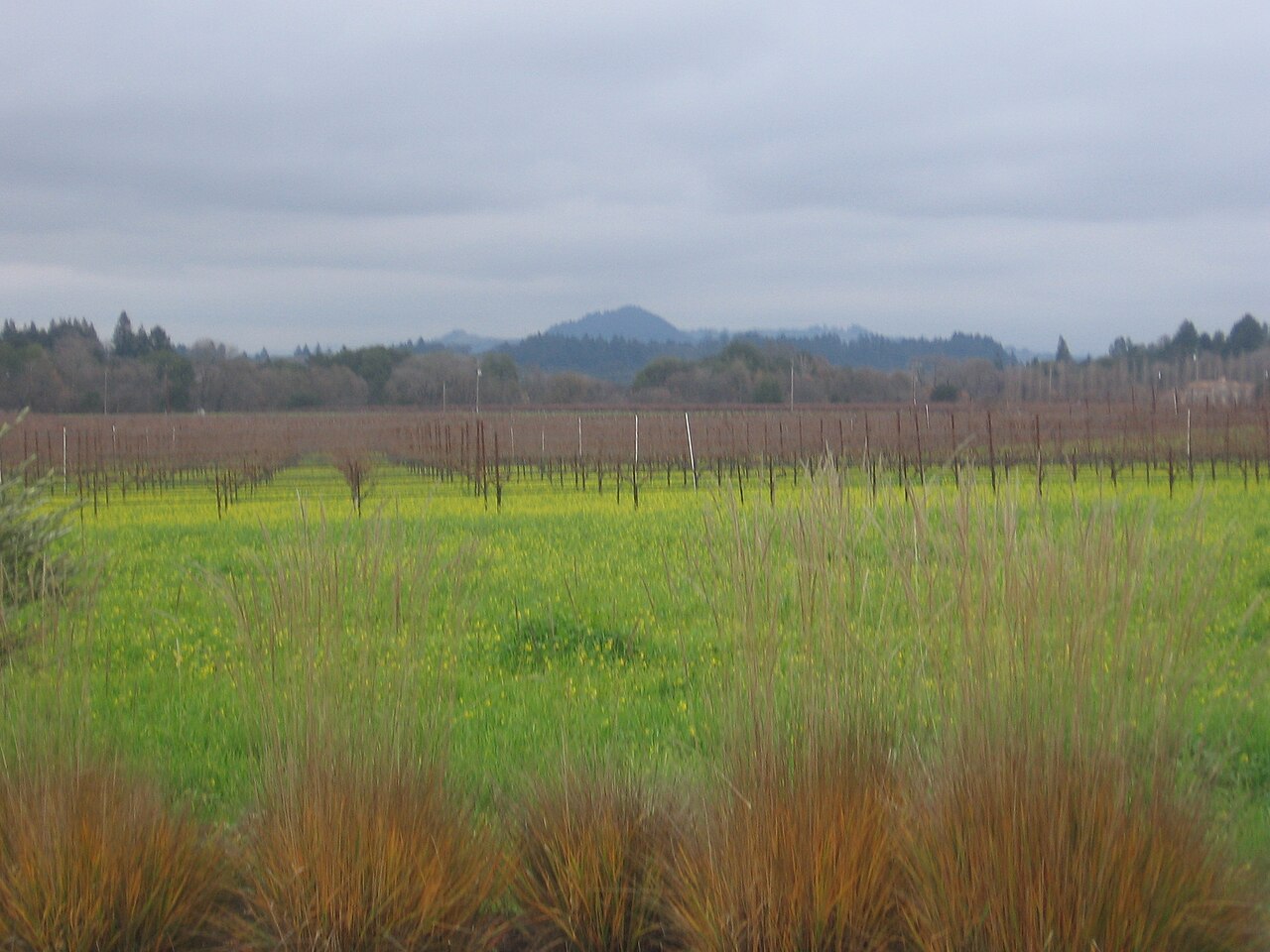 Vineyards in Dry Creek Valley near Healdsburg