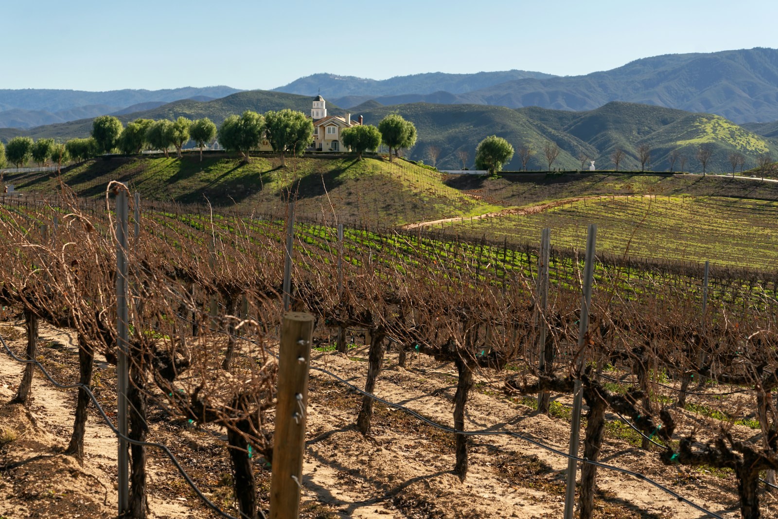 Dormant Temecula vineyard rows below a wine-country estate