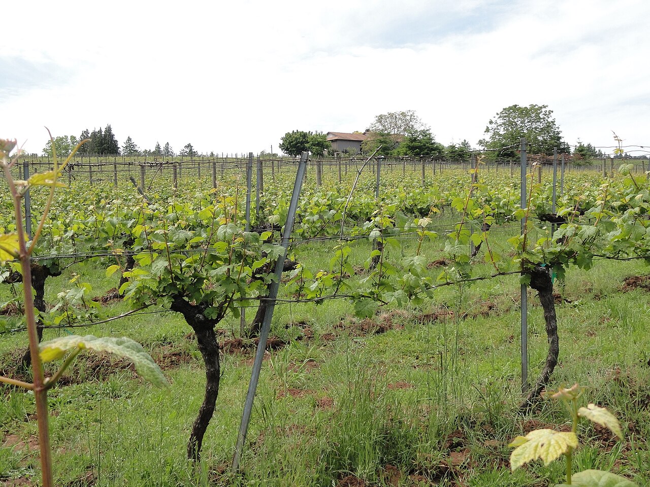 Sokol Blosser vineyards in the Dundee AVA, Oregon.
