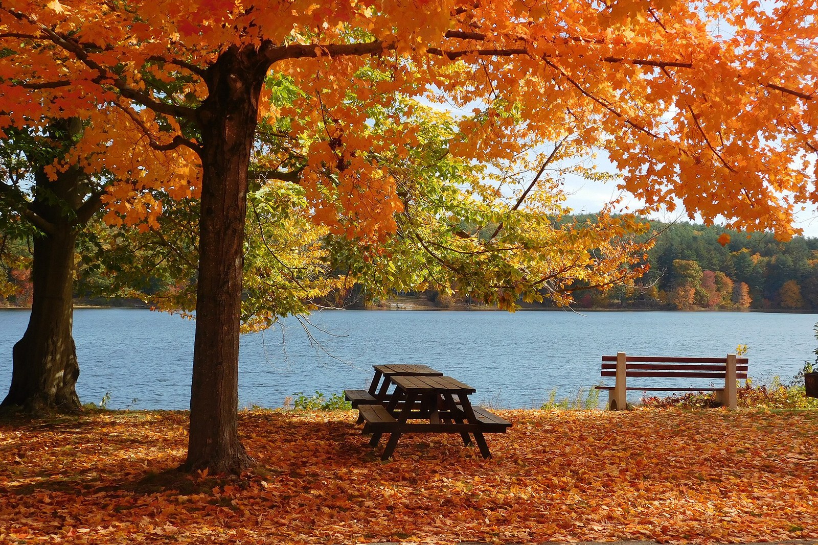 Autumn foliage at Roseland Park on the Woodstock, Connecticut lake