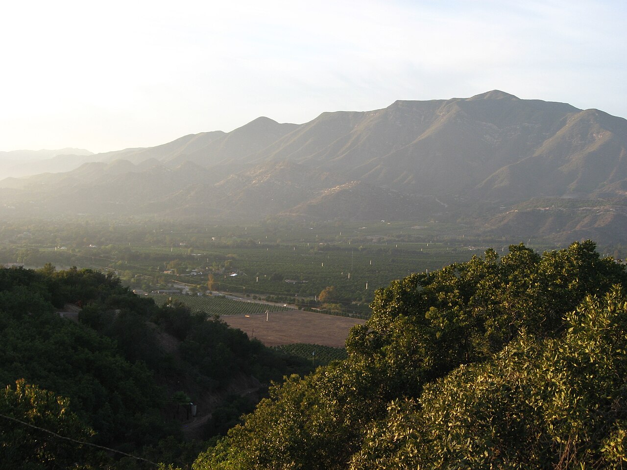 Citrus groves filling the Ojai Valley under late-day mountain light.