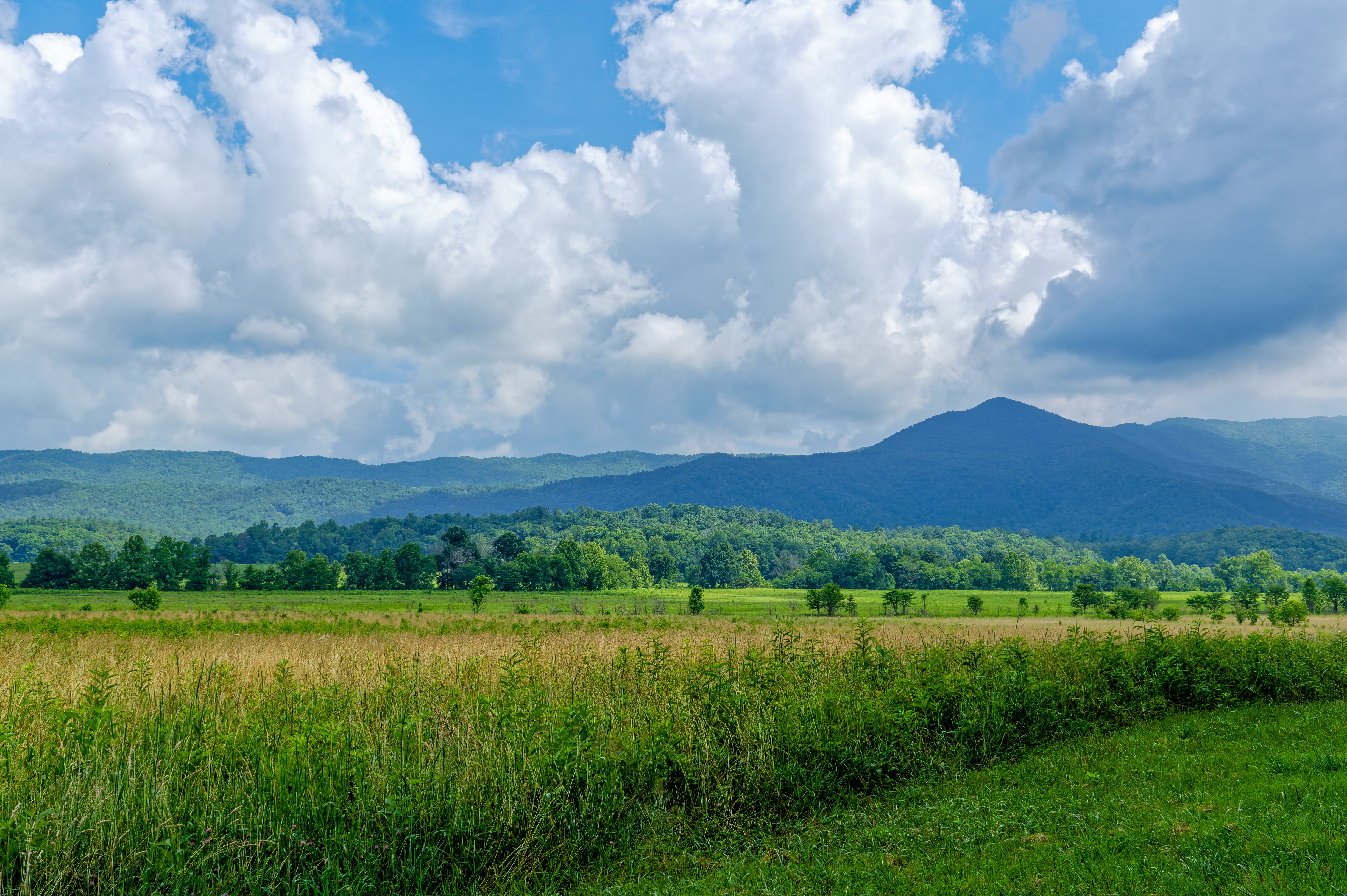 Cades Cove meadow and mountain wall on a June afternoon