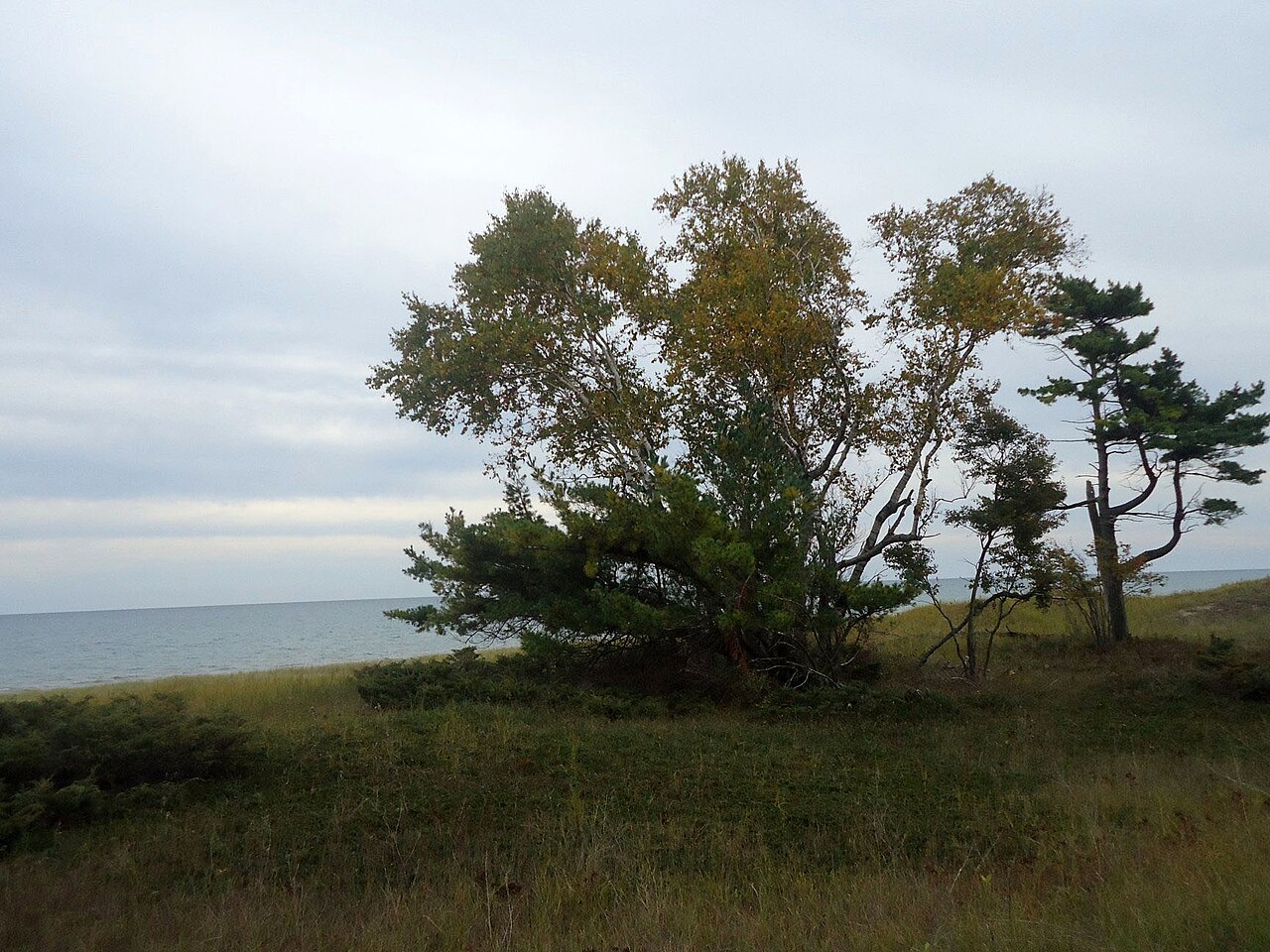 Tree line toward Lake Michigan at Kohler-Andrae