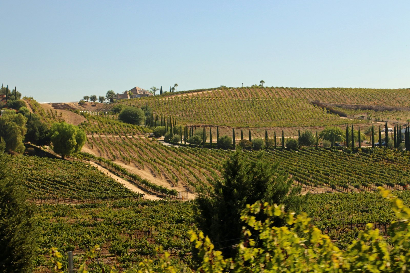 Rolling Temecula vineyard hills and cypress along the wine trail