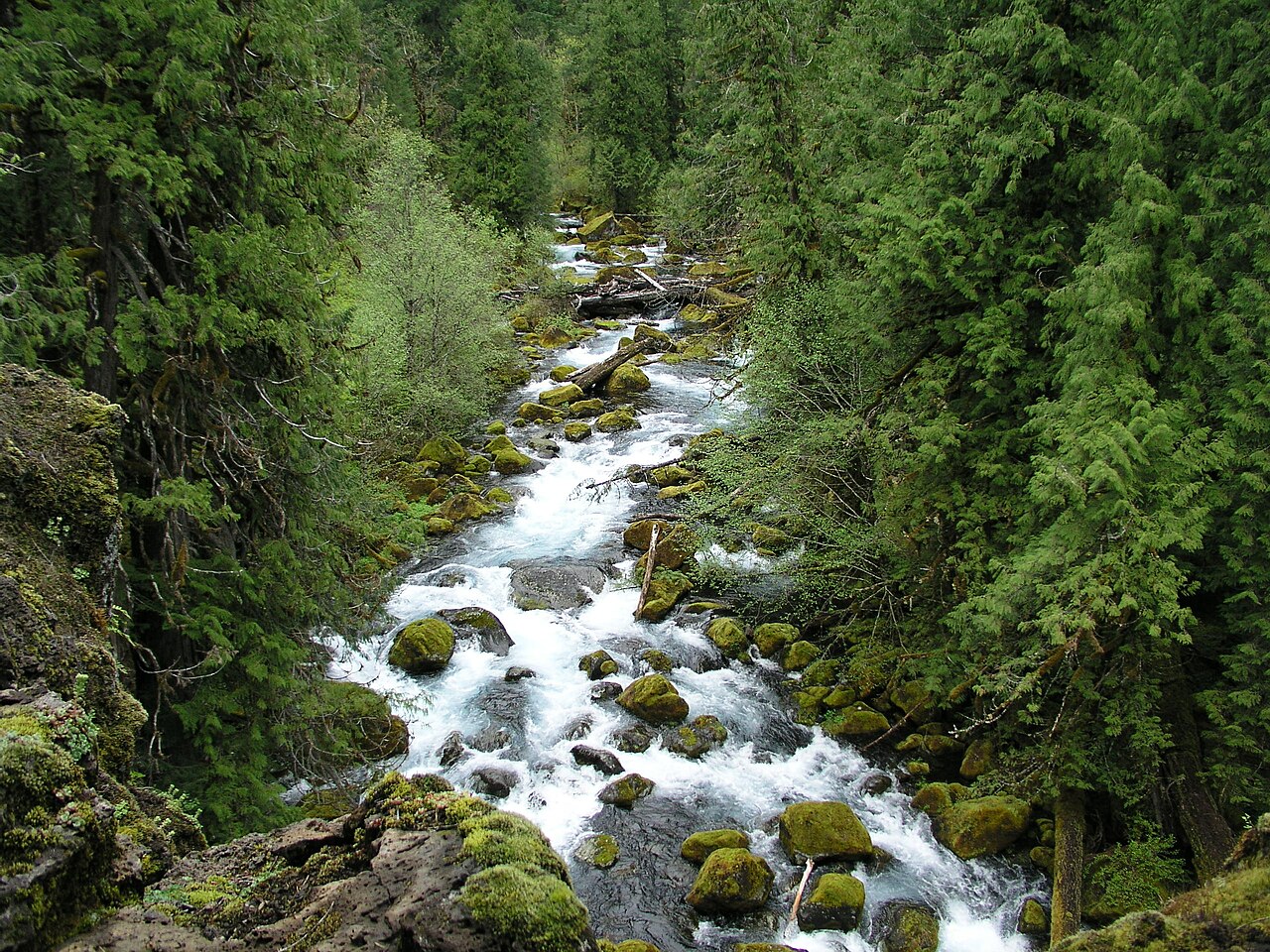 Upper McKenzie River rapids in Willamette National Forest.