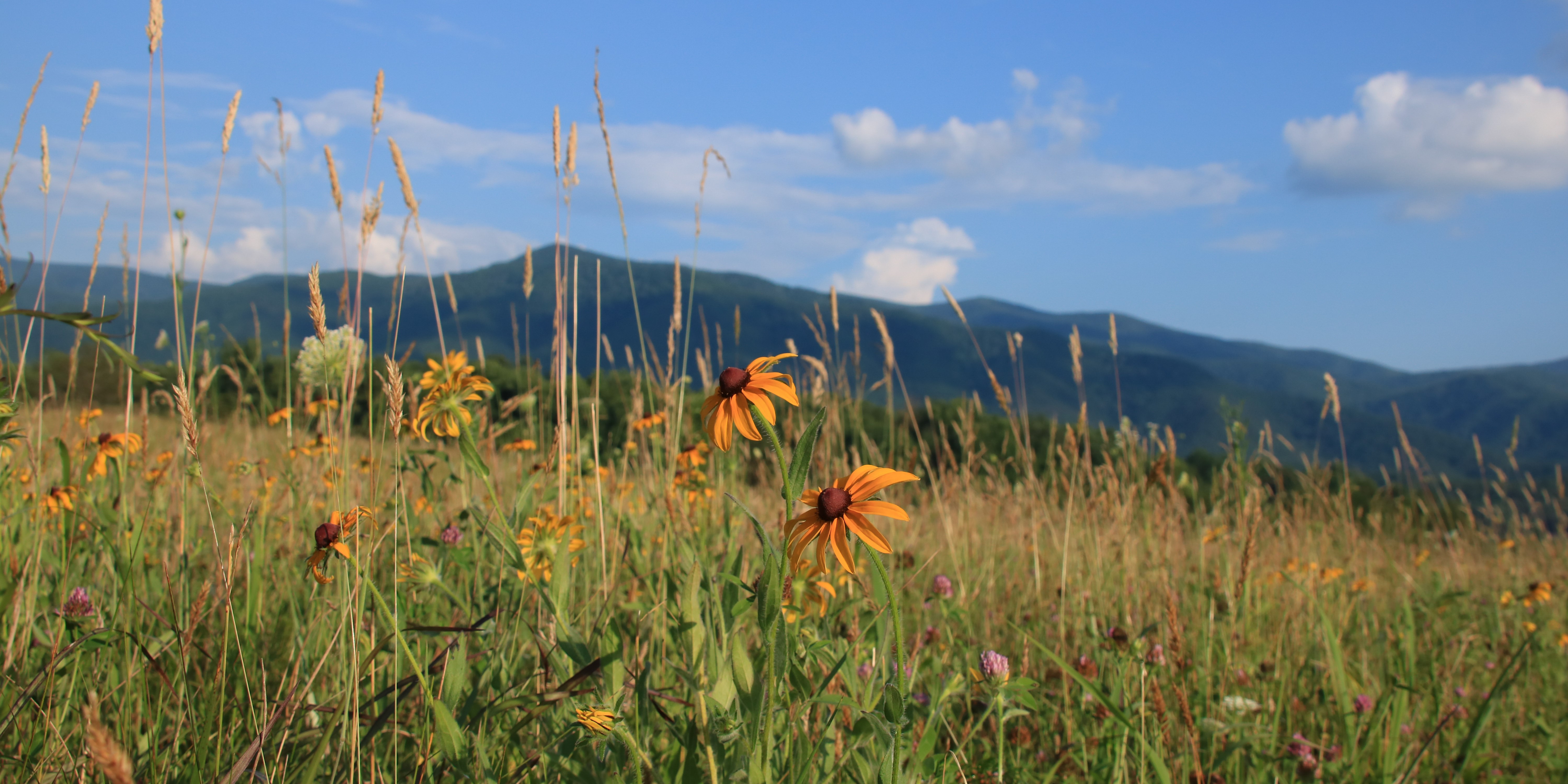 Black-eyed Susans and the Cades Cove mountain wall
