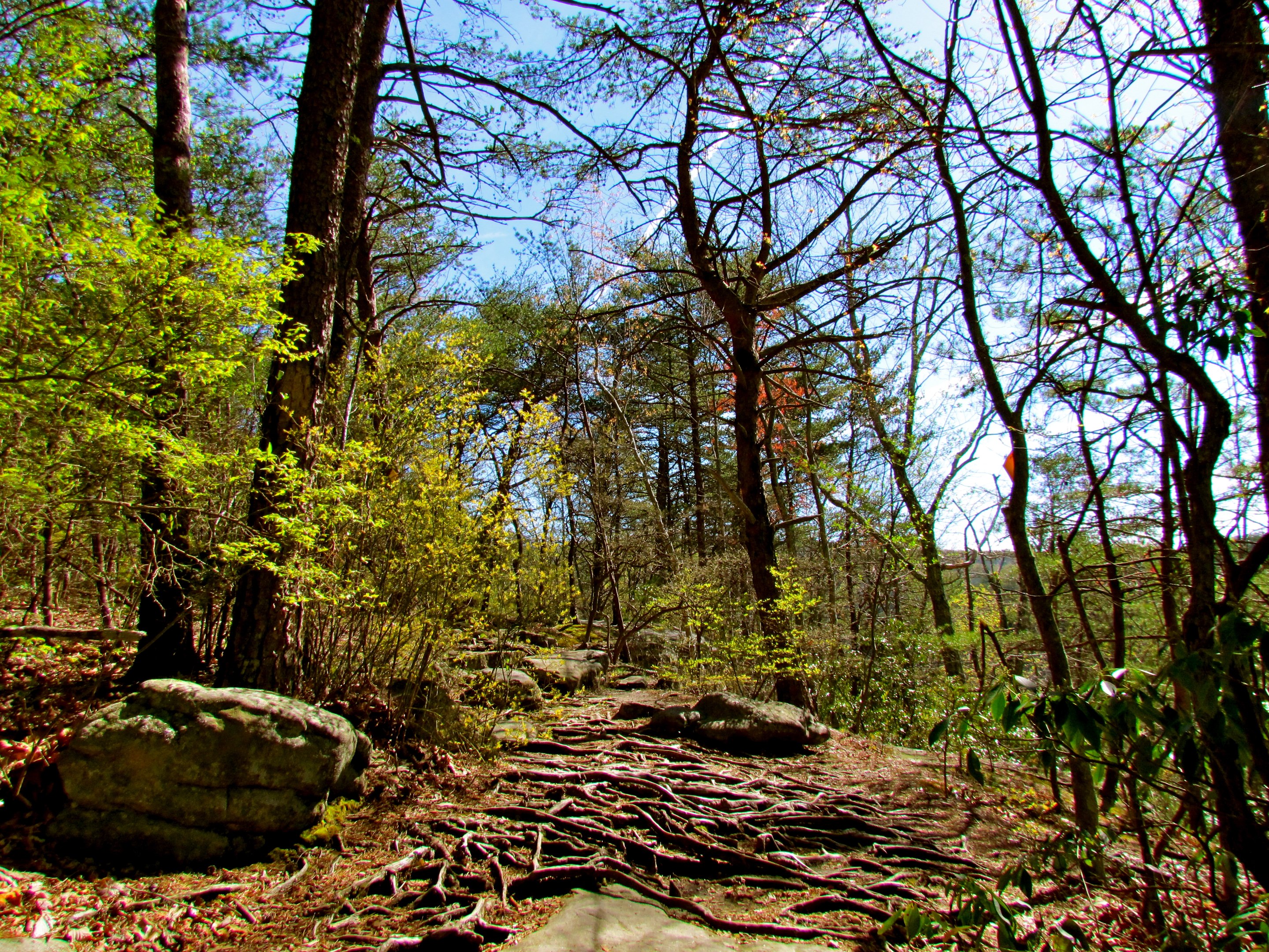 Cloudland Canyon rim on the Chattanooga-to-Rising Fawn drive