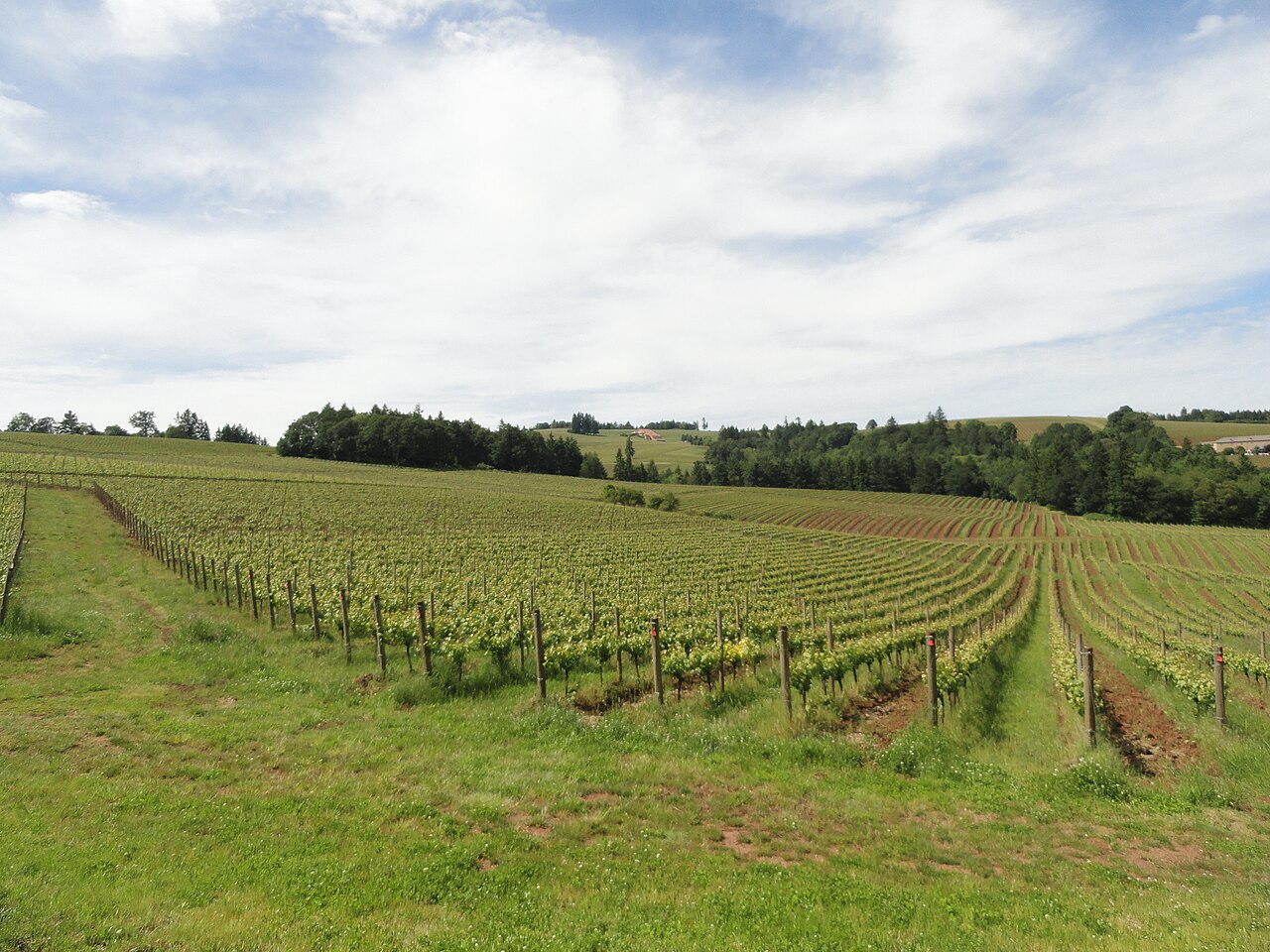Vine rows at Sokol Blosser in early June, Dundee Hills.
