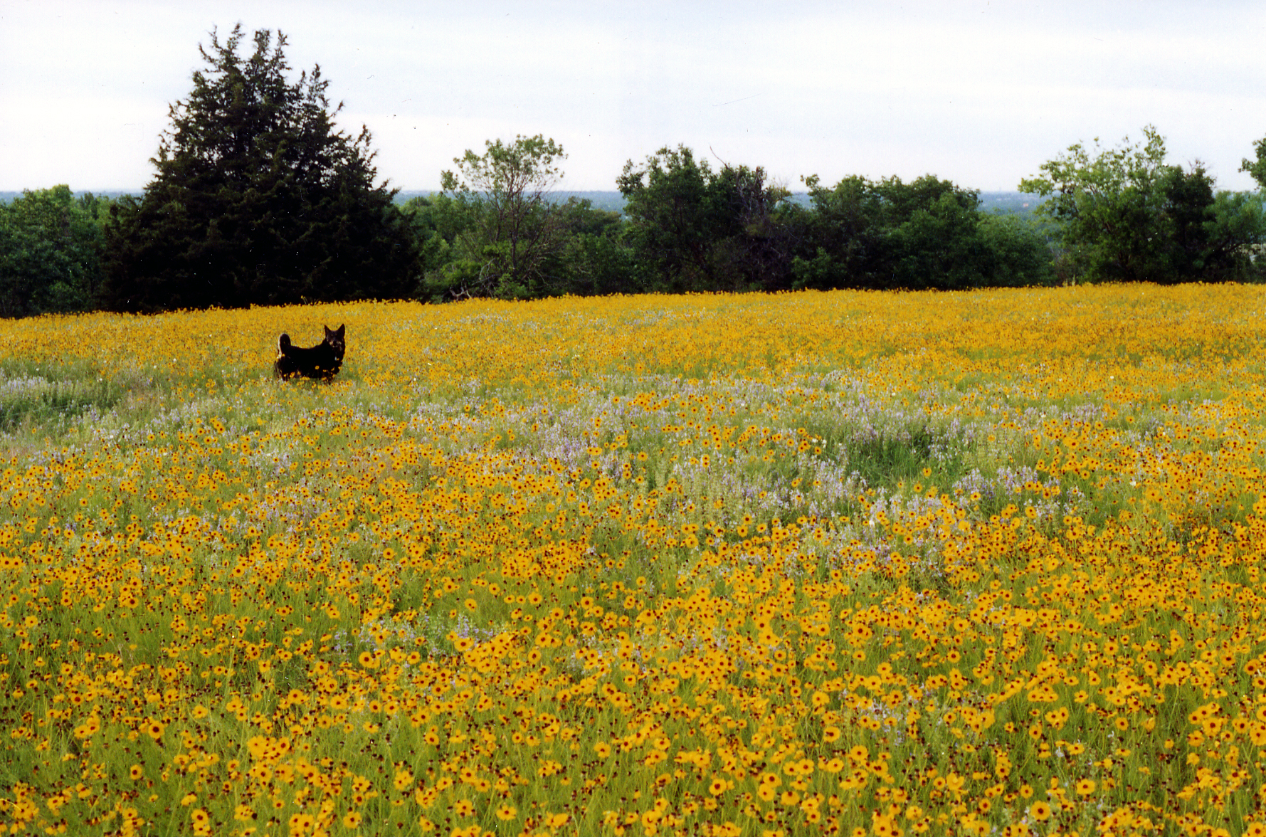 The yellow spring that gave Yellow Springs, Ohio its name