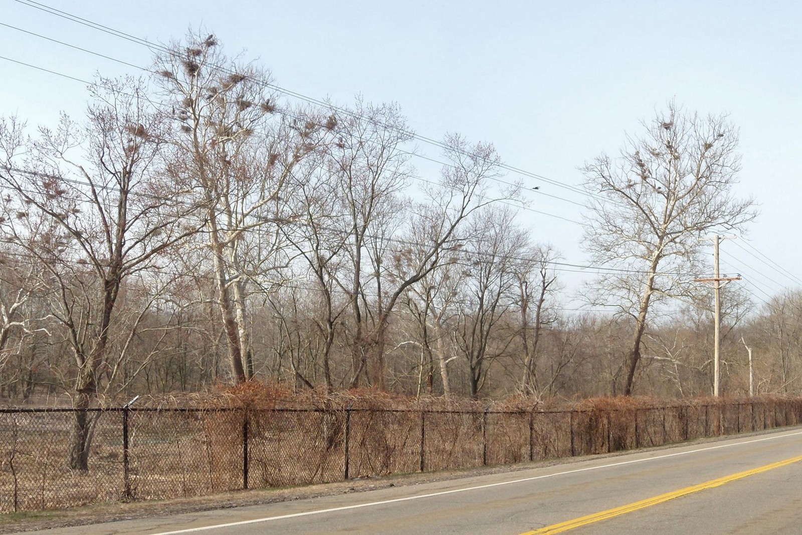 Winter heronry along Bath Road in Cuyahoga Valley