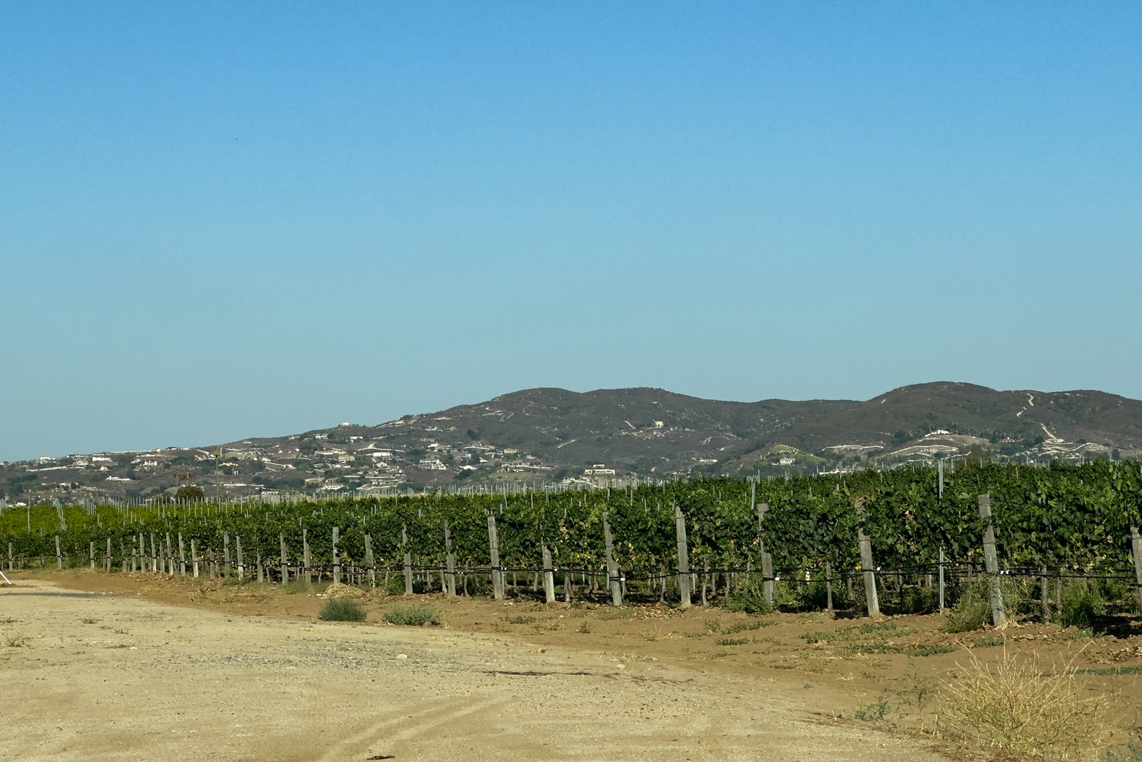 Oak Mountain from Temecula Wine Country vineyard rows