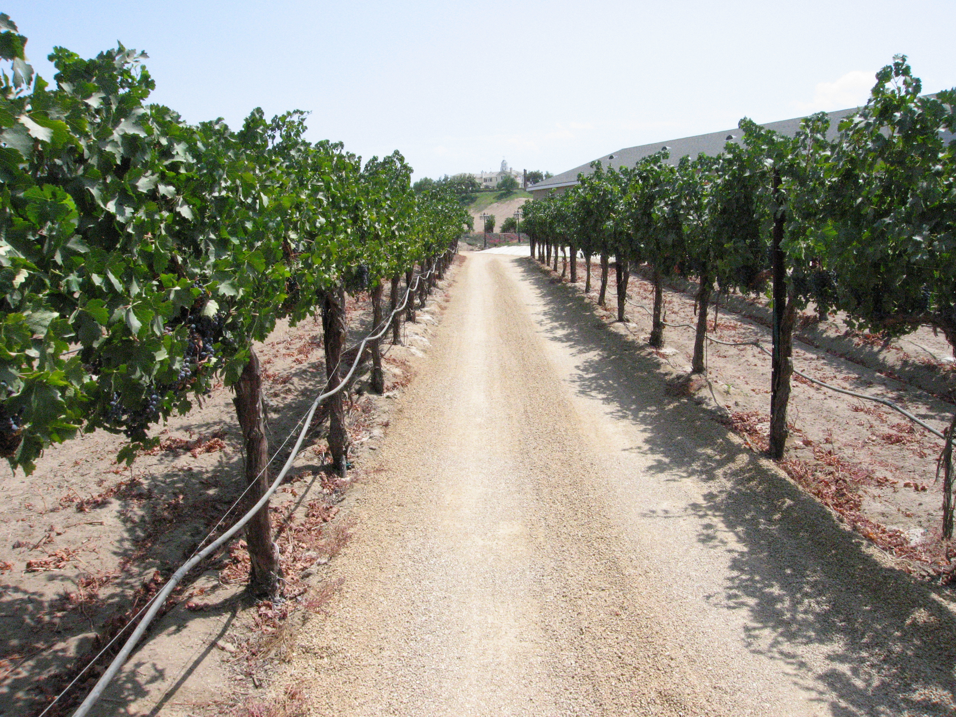 Temecula vineyard lane between grape rows