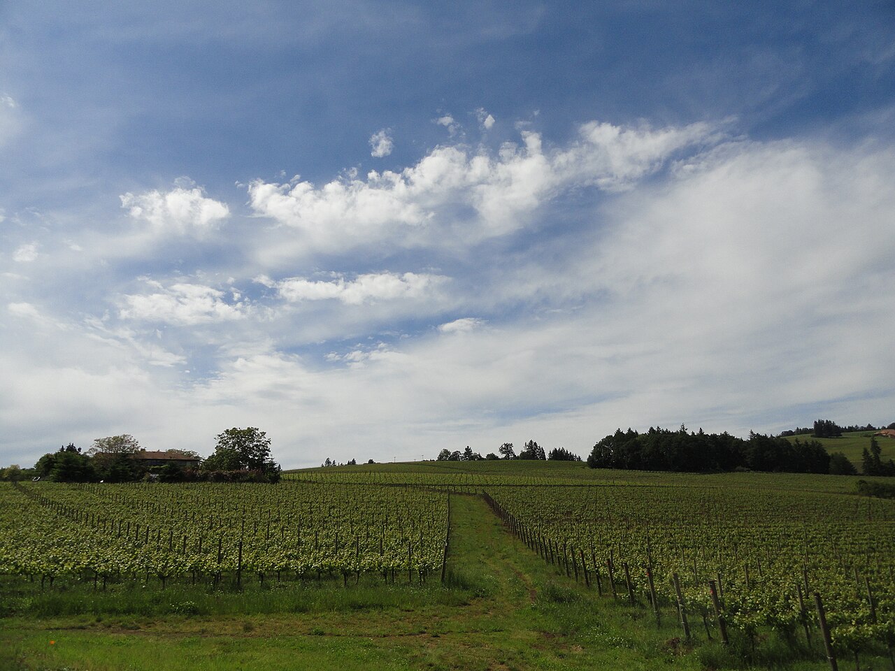 Sokol Blosser vineyard in the Dundee Hills AVA, Oregon.