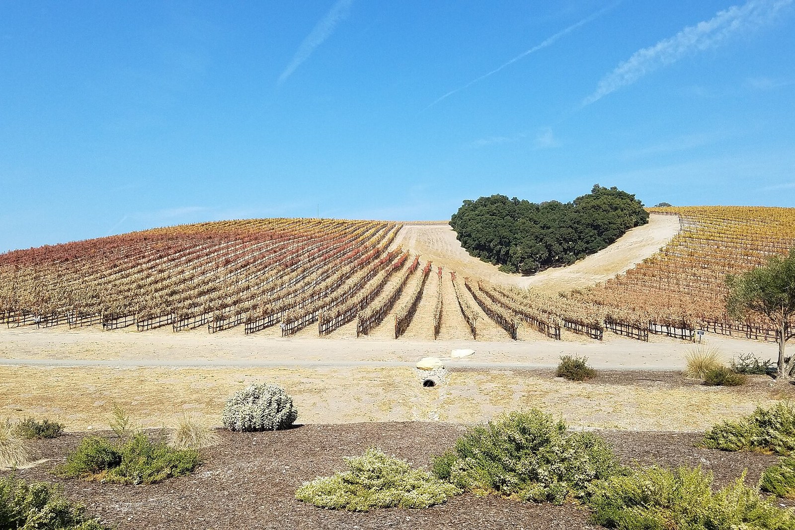 Autumn vineyard rows on a Paso Robles hillside