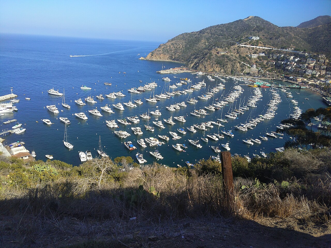 Avalon Harbor moorings seen from the hillside above town.
