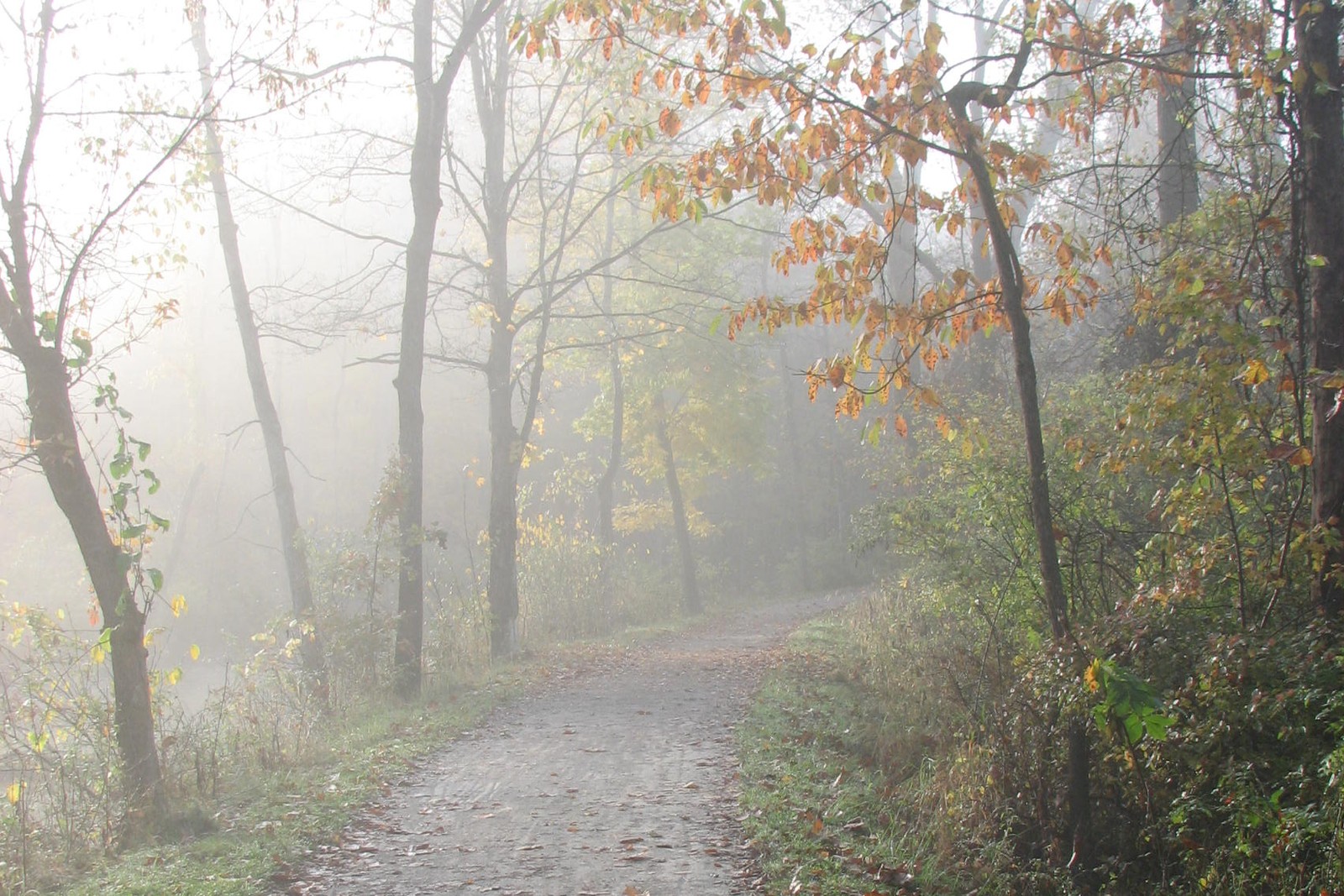 Towpath morning mist in Cuyahoga Valley