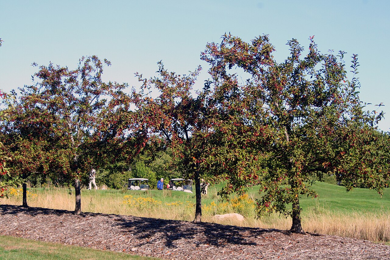 Cherry orchard landscape in Egg Harbor, Door County, Wisconsin