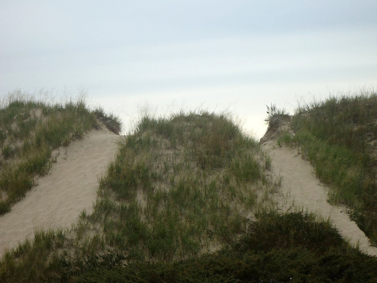 Windswept dune grass at Kohler-Andrae State Park