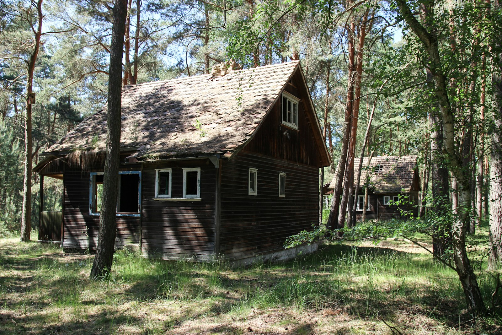 Two dark wood cabins in a pine stand, no people