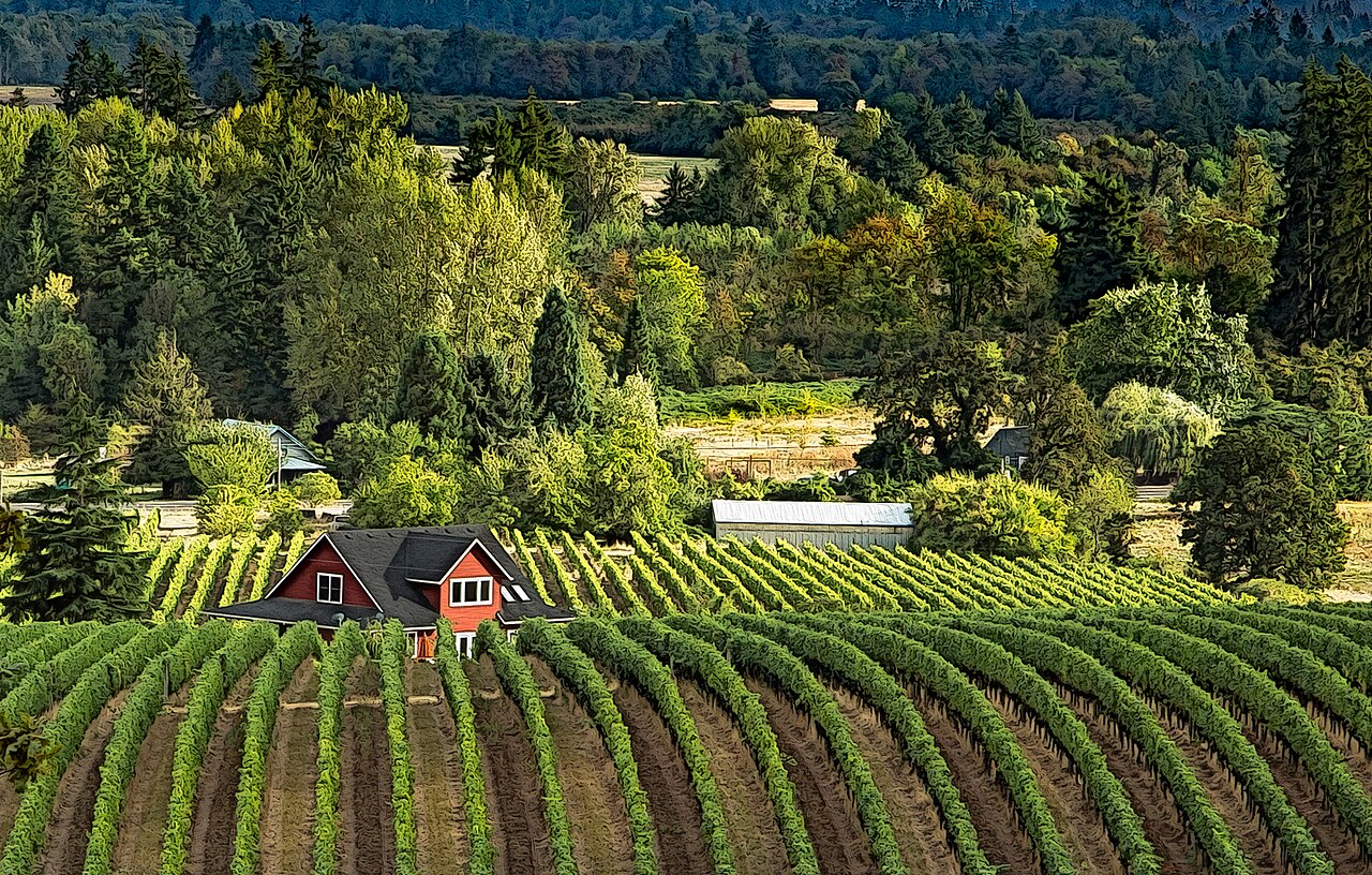 Willamette Valley wine country hills and vines, Oregon.