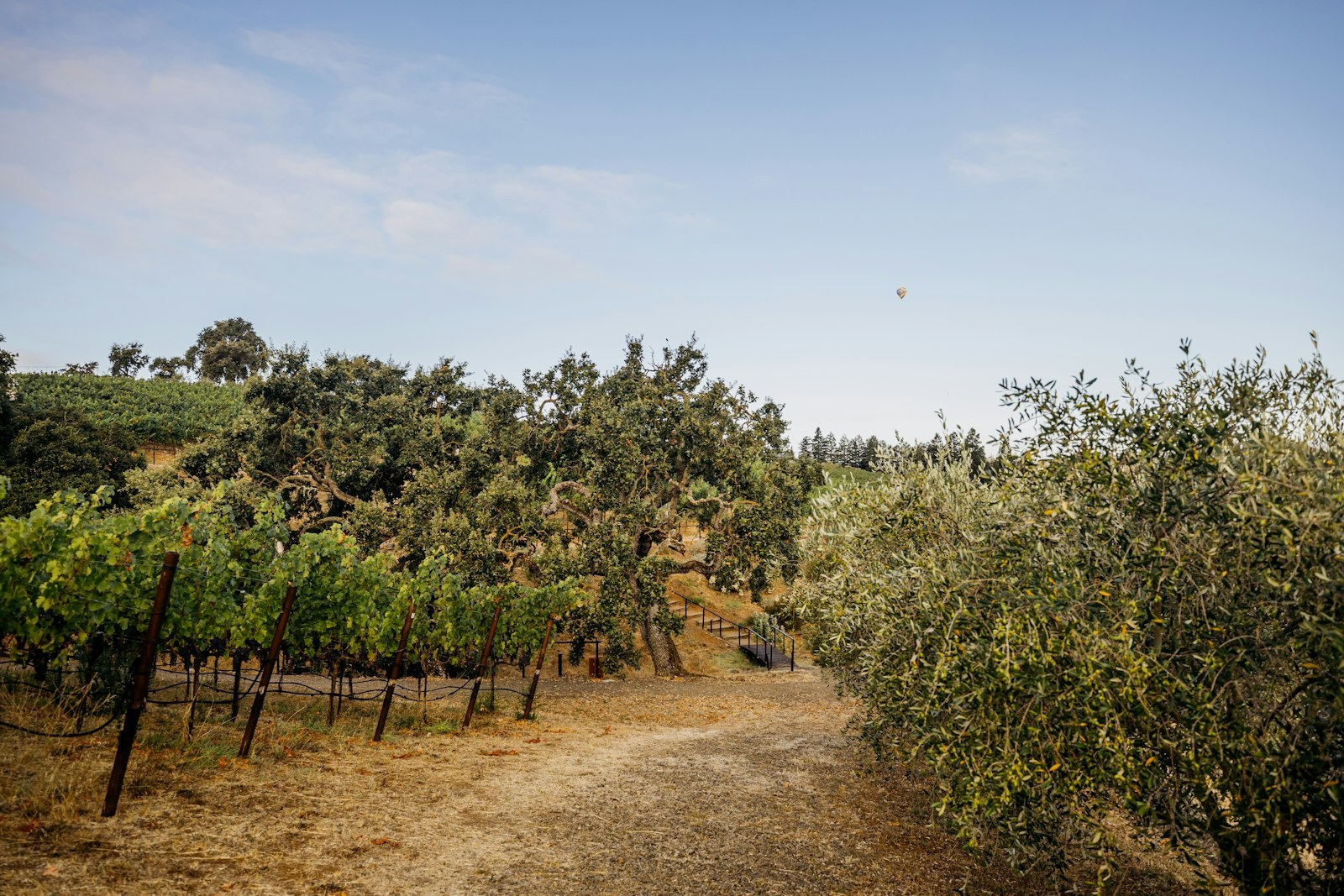 Temecula vineyard path, live oaks, and a distant balloon
