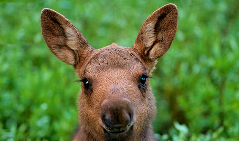 Baby%20Moose_edited.jpg
