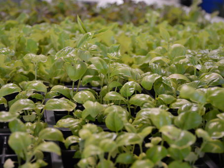 Green Farm June Update and Future Plans