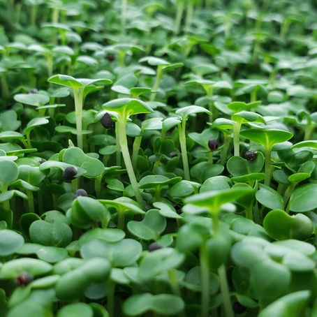 A beginners Guide to Microgreens