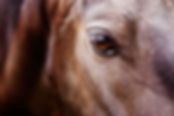 AdobeStock_9077846.jpeg
