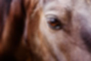 AdobeStock_9077846.jpeg