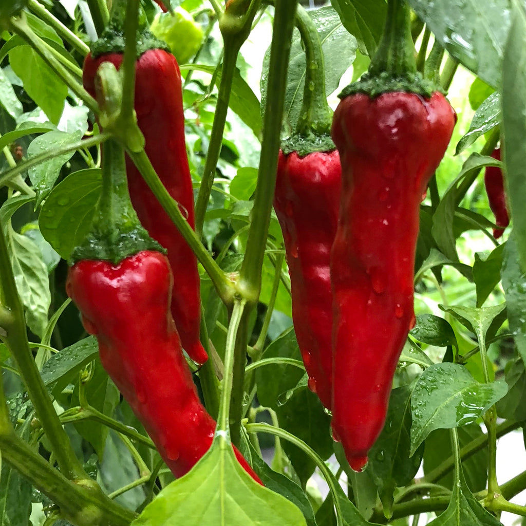 Barker Hot Chili peppers