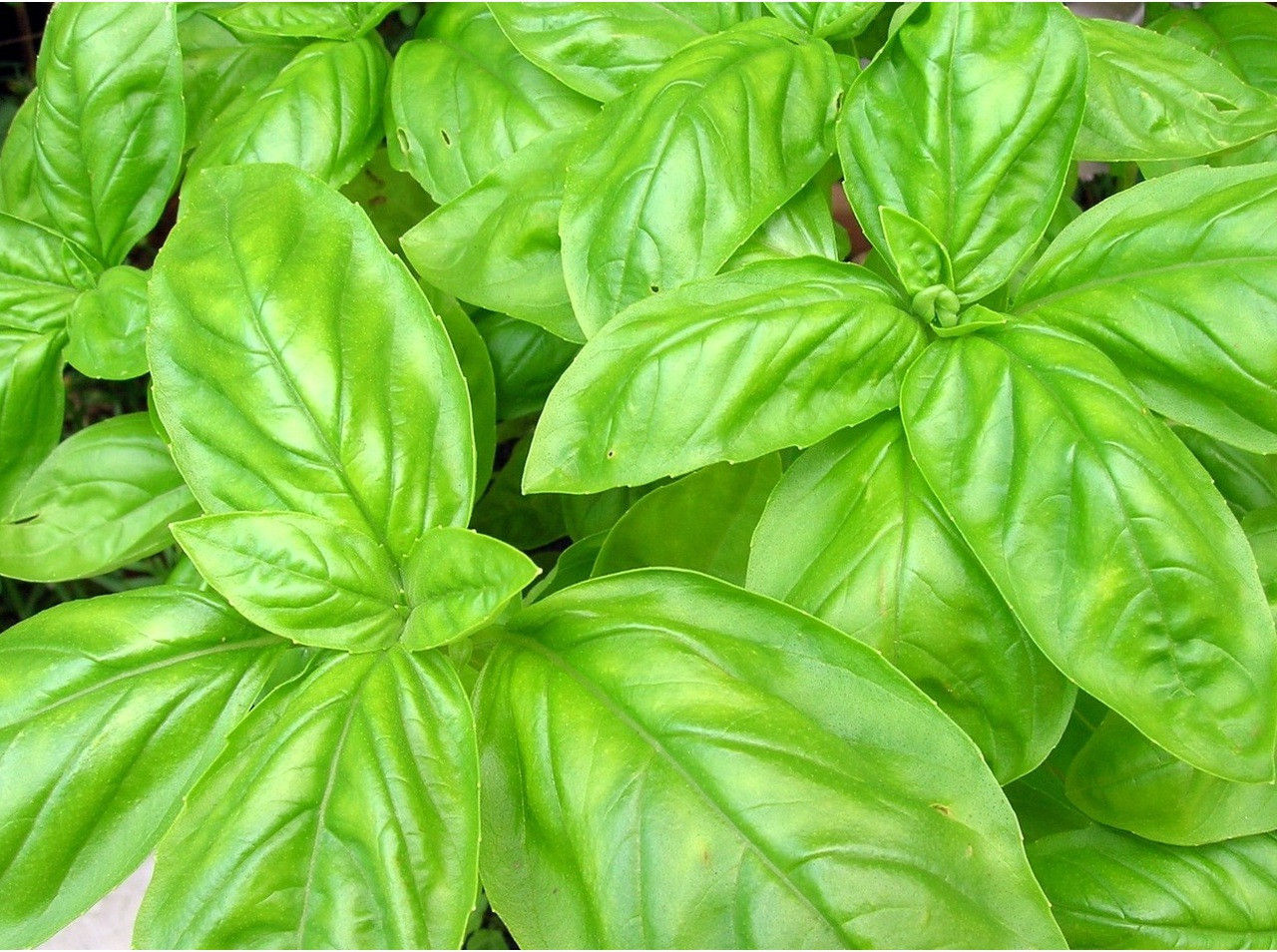 Sweet Italian Basil
