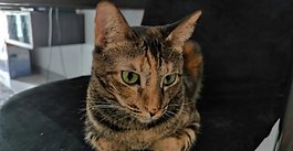 Pets Under the Knife: Love or Harm?