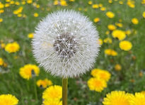 蒲公英