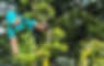 gardener-checking-garden-tree-health-2021-08-29-16-57-16-utc.jpg