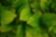 background-leaves-2021-11-23-19-46-32-utc.jpg