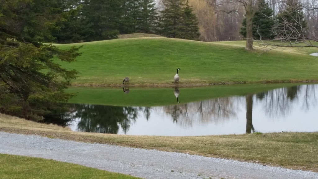 Durham Region Golf Course Ontario 4 Seasons Country Club Golf