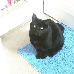 #cats #catsitting #richmondpetcare